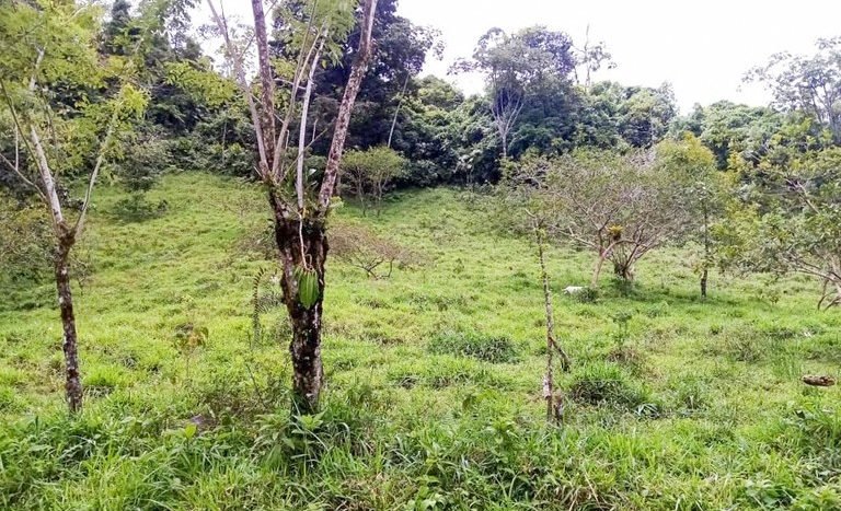 Huge Land for Sale in Peñas Blancas San Ramón Alajuela Property