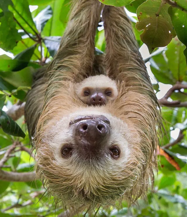 Costa Rica sloths Ali and Jessica