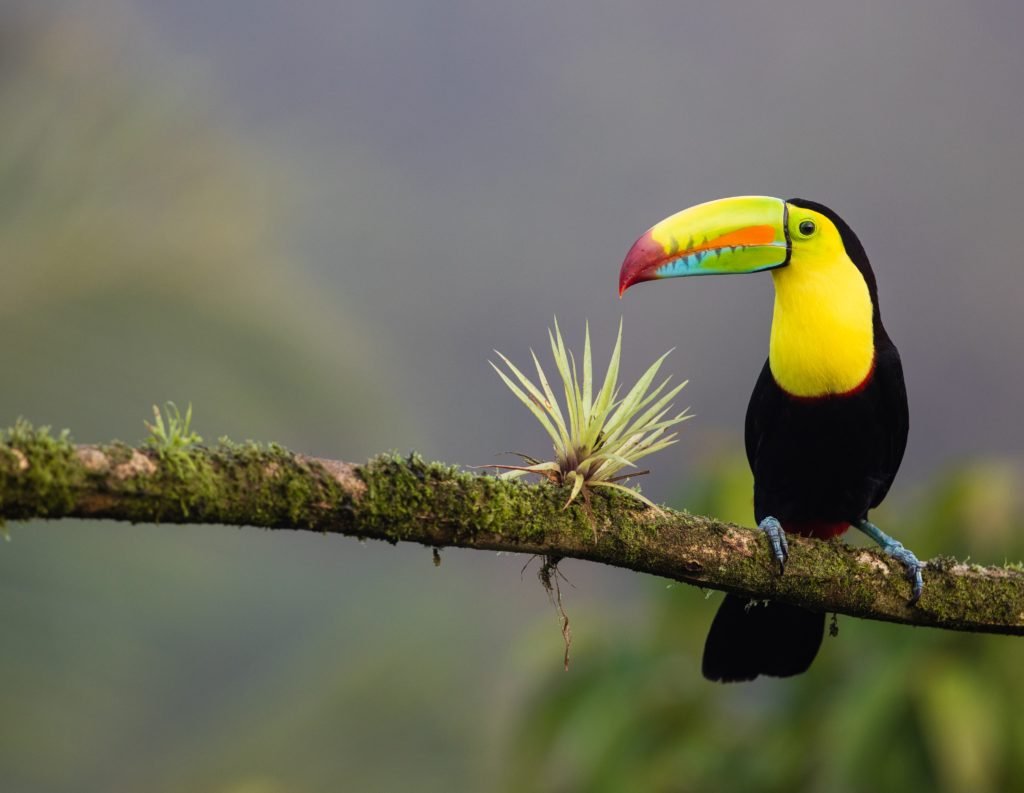 Toukan in Costa Rica, wildlife