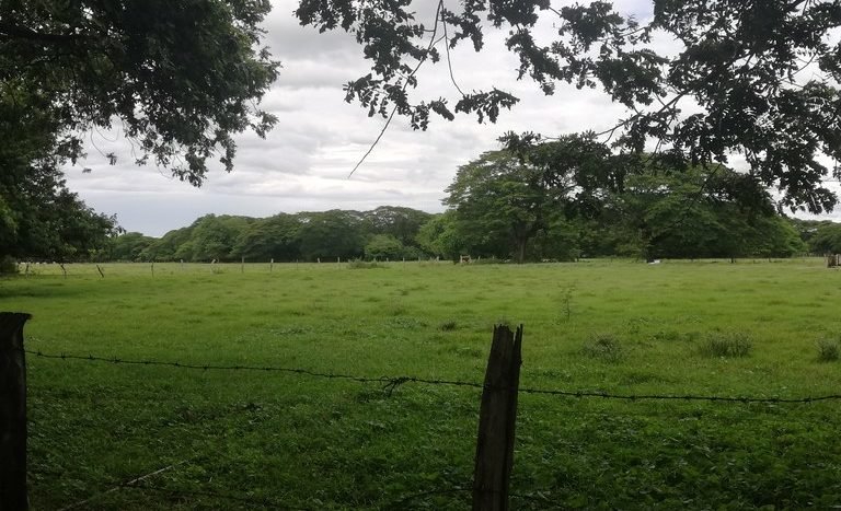 Cattle breed.jpg Venta Propiedad para Desarrollar Carrillo Guanacaste Costa Rica