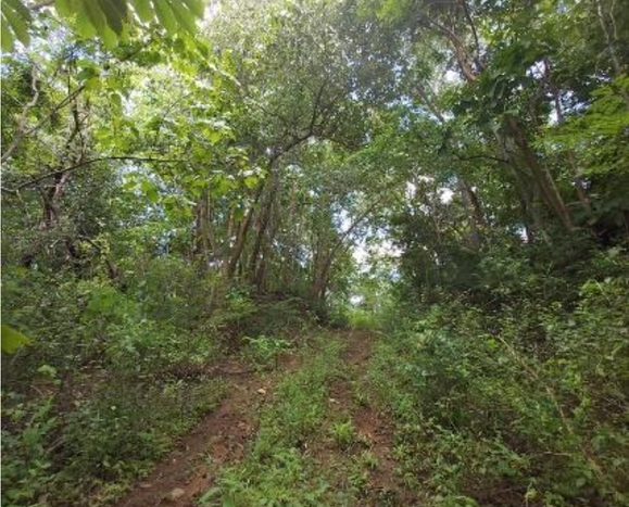 Trees of 173 Acre Ocean View Development Land in Costa Rica for Sale