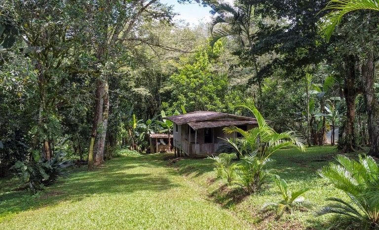 venta-sale-finca-farm-casa-house-water-source-naciente-bosque-forest-crops-sembrados-wood-maderable-conservacion-conservation (59).jpg