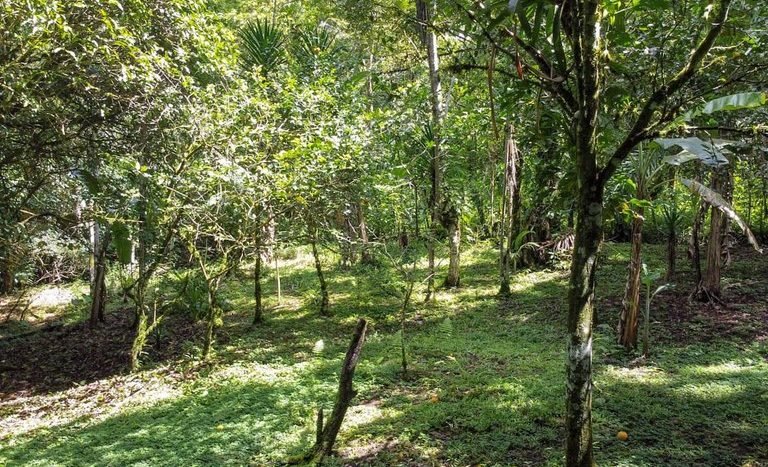 venta-sale-finca-farm-casa-house-water-source-naciente-bosque-forest-crops-sembrados-wood-maderable-conservacion-conservation (46).jpg