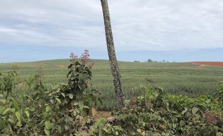 Finca en Rio Hondo