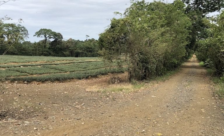 Finca en Rio Hondo