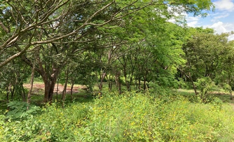 vende-venta-for-sale-farm-land-finca-belen-guanacaste-costa-rica-pastures-forest-water-spring-stream-beach (19).JPG