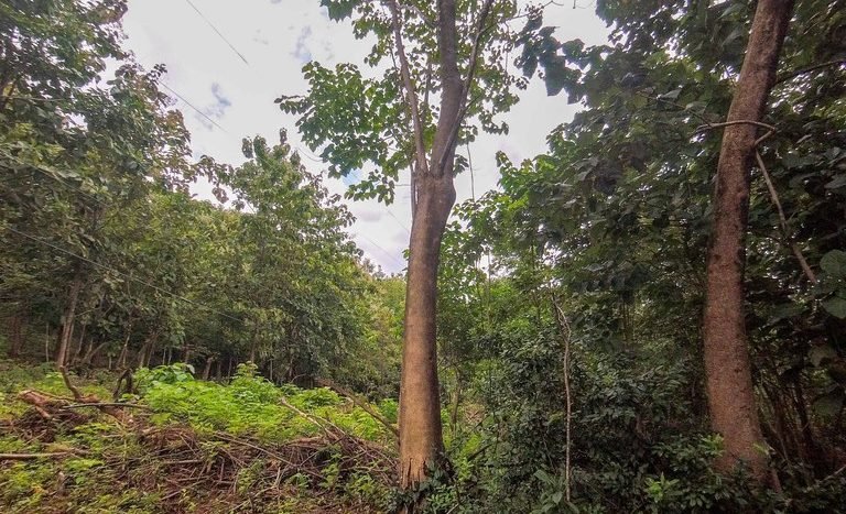 Land for sale in costa rica - Lot Red ground view of lot.jpg