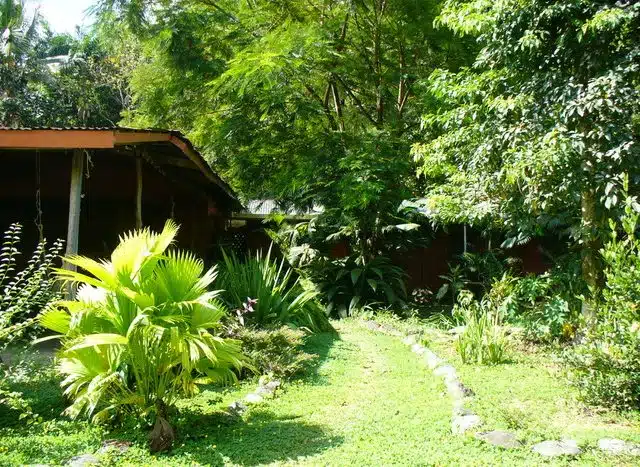 Property for sale Puerto Jimenez 22