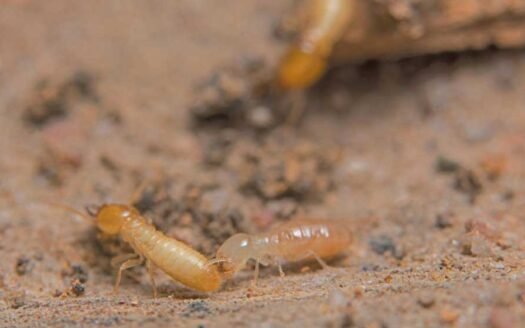 Termites: How to Identify and Control Them
