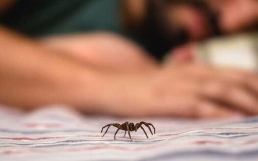 How Spiders Keep Getting Inside