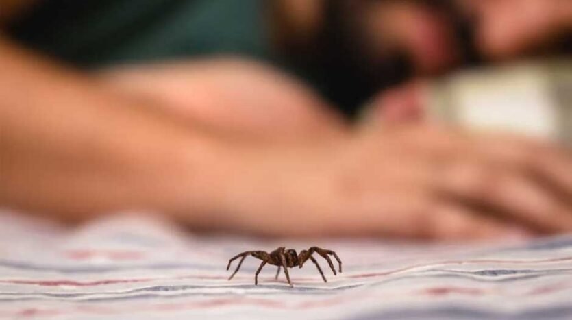 How Spiders Keep Getting Inside