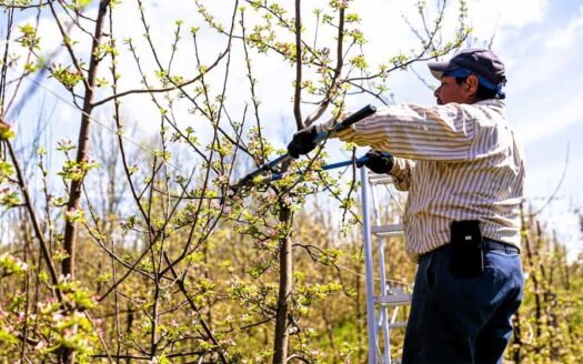 Tree Maintenance That Actually Prevents Problems