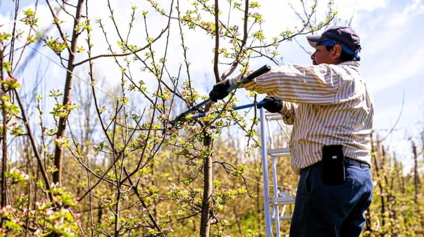 Tree Maintenance That Actually Prevents Problems
