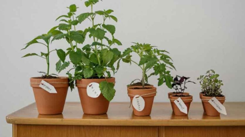 Maximizing-Garden-Health-with-Expert-Nursery-Tips