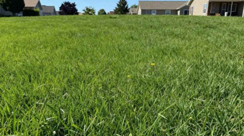 How to Build a Thick, Green Lawn in the Northland Without Overwatering