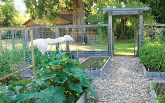 How to Protect Your Garden From Common Backyard Pests Without Harming Wildlife