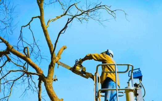 tree-removal-cost-average-prices-by-size-location-1